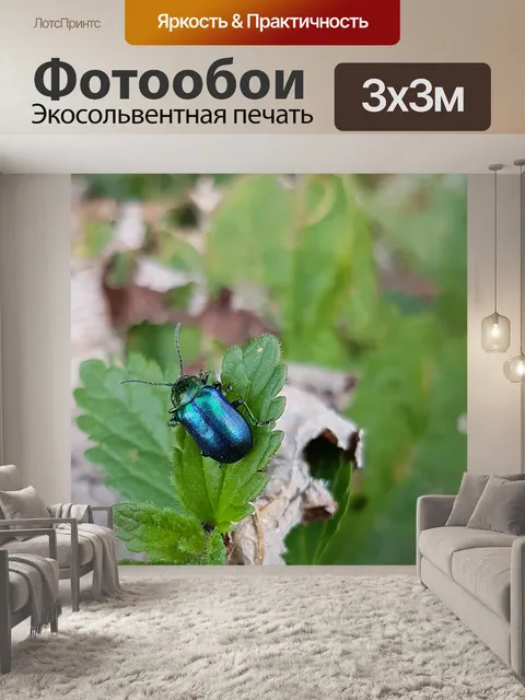 Фотообои Chrysolina coerulans