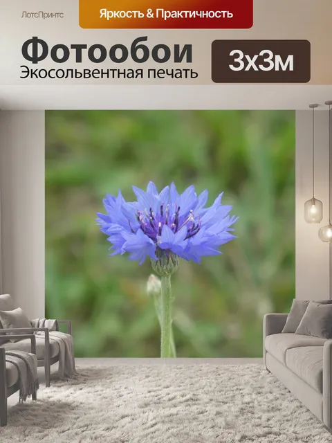 Фотообои Василек, цветок полей
