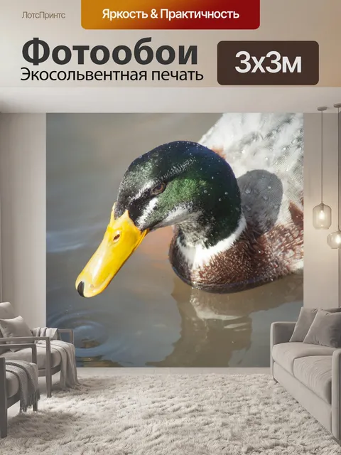 Фотообои Утка