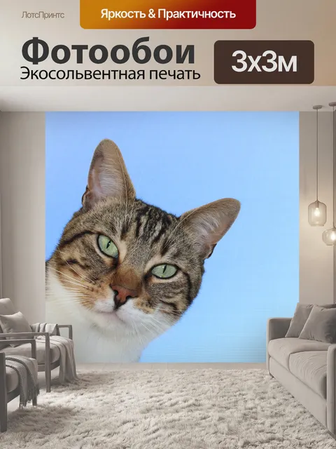 Фотообои Cat
