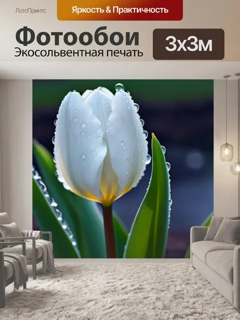 Фотообои белый тюльпан с каплями росы