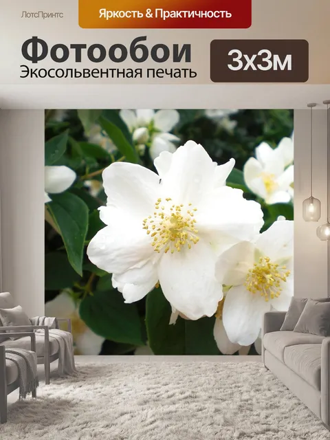 Фотообои Фальшивый жасмин