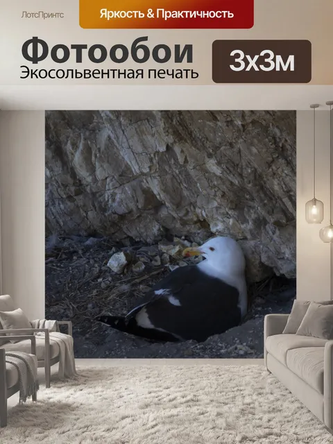 Фотообои чайка