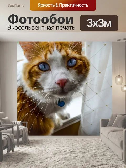 Фотообои Кошка с голубыми глазами