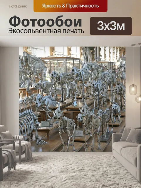 Фотообои Скелет