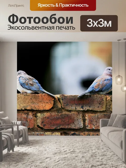 Фотообои пара смеясь голубей на стене