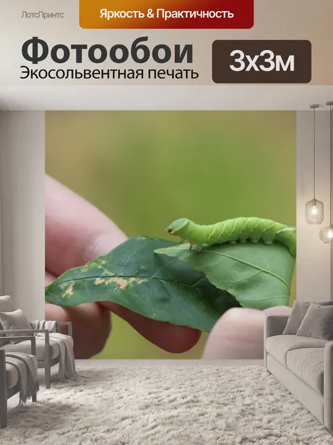 Фотообои Волнистая сфинксная гусеница на листьях