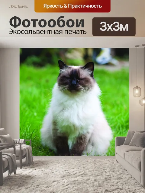 Фотообои Сердитый кот