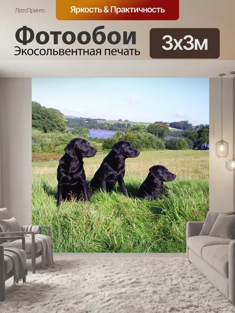 Фотообои Лабрадоры