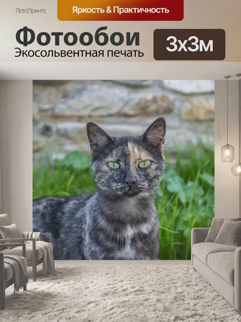 Фотообои Кот