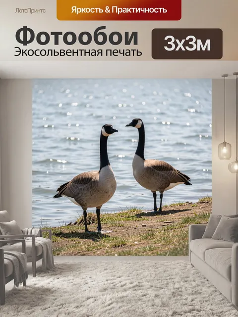 Фотообои Две канадские гуси у воды