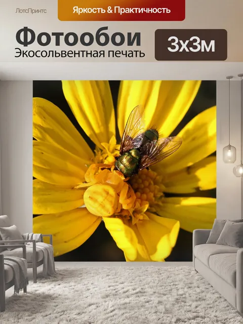 Фотообои Синяя муха в захвате крабового паука
