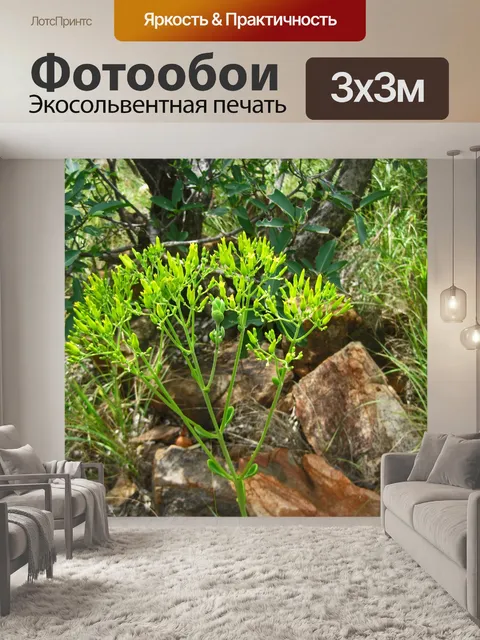 Фотообои каланхоэ с желтыми бутонами