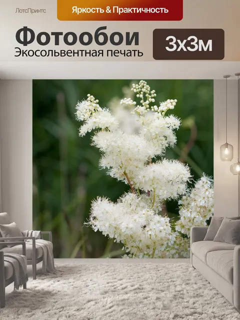Фотообои Белые цветы крупным планом