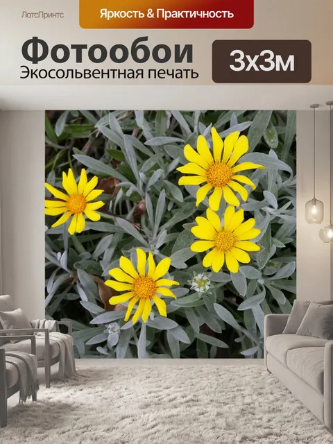 Фотообои цветок ромашка под солнцем