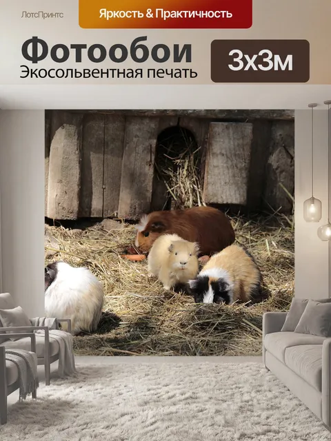 Фотообои Морская свинка
