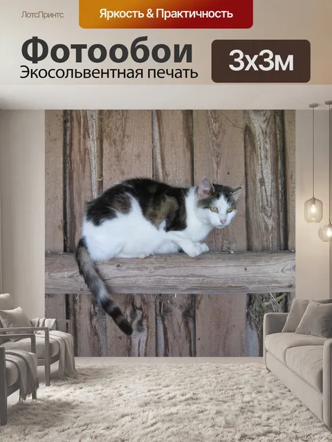 Фотообои Кот