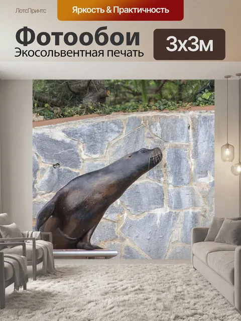 Фотообои Морской лев