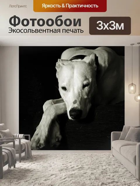 Фотообои Собака