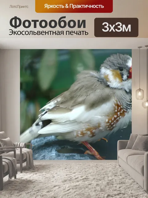 Фотообои Zebra Finch Птица