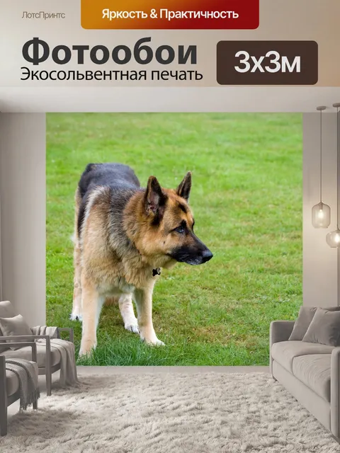 Фотообои Немецкая овчарка