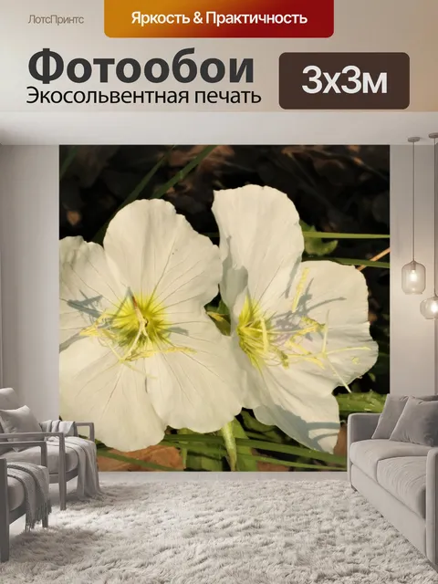 Фотообои Два белых примулы крупным планом