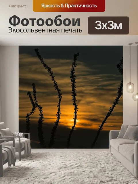 Фотообои Окотильо закат