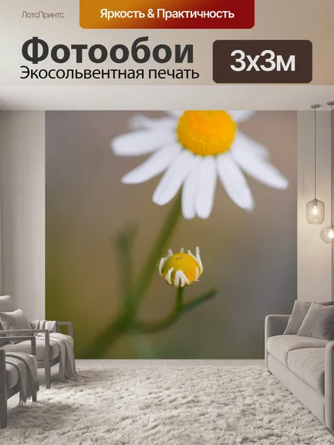 Фотообои Ромашка
