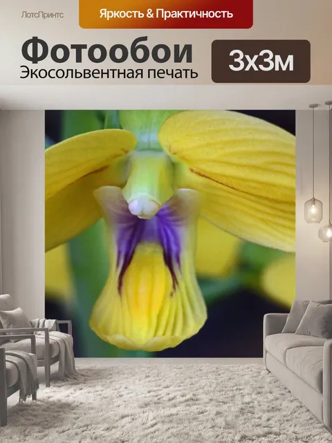 Фотообои желтый цветок орхидеи