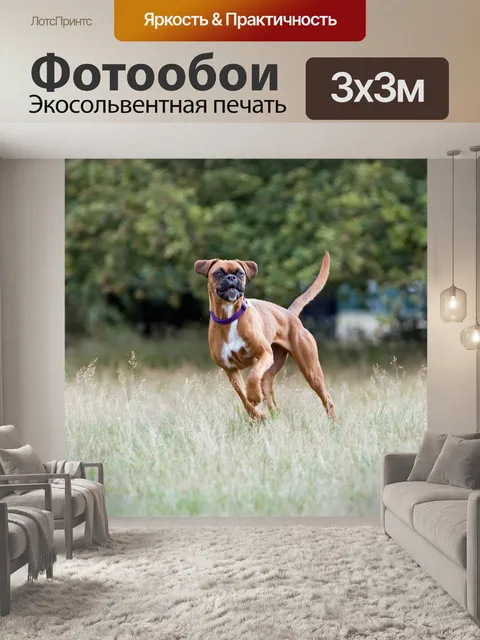 Фотообои Боксер собака