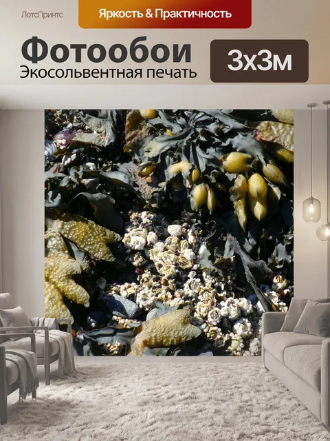 Фотообои Ламинария