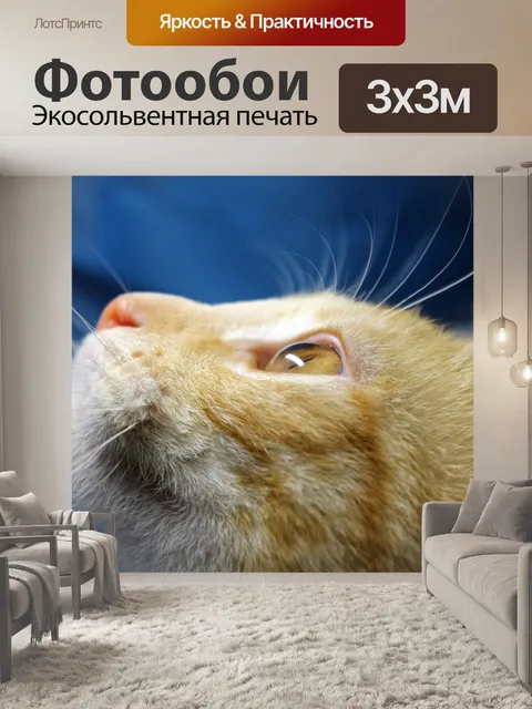 Фотообои Кот