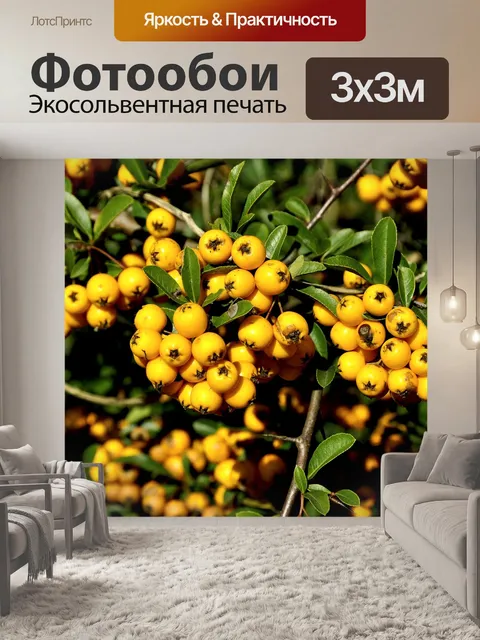 Фотообои Рябина