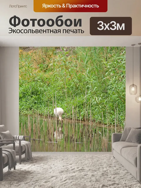 Фотообои африканская колпица на мелководье