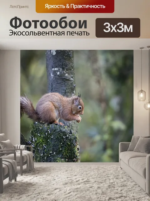 Фотообои Красные белки