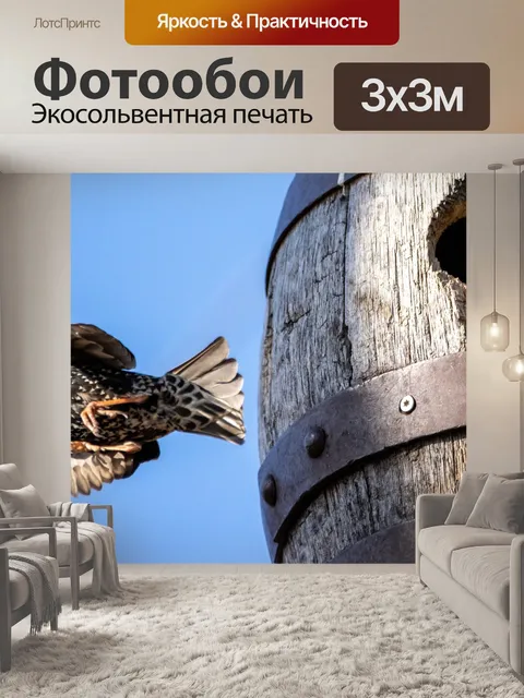 Фотообои Птицы