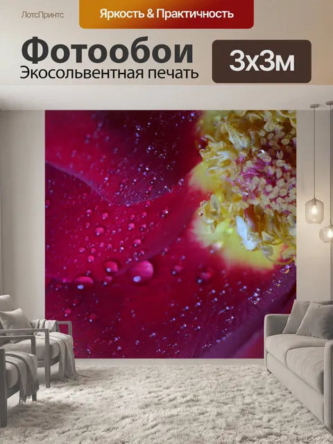 Фотообои Красная роза