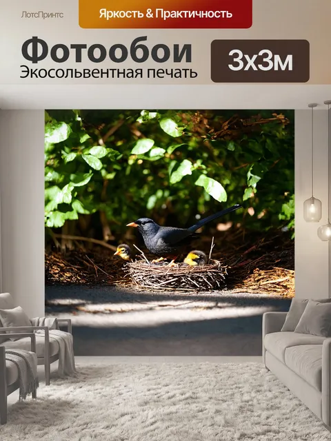 Фотообои черный дрозд охраняет свое гнездо