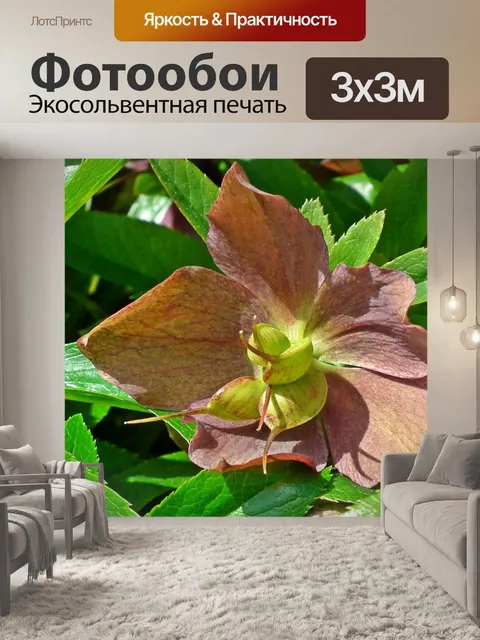 Фотообои Морозник