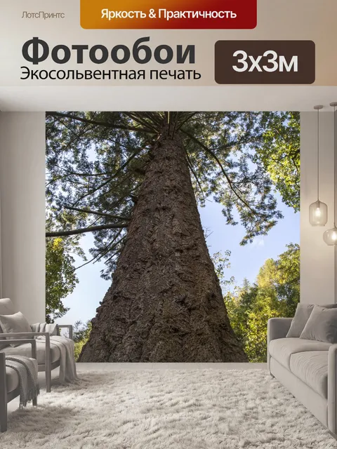 Фотообои Старый Pine Tree