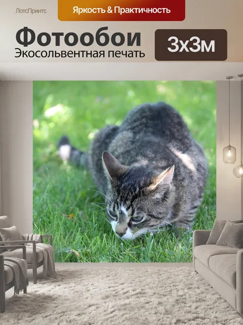 Фотообои Кот