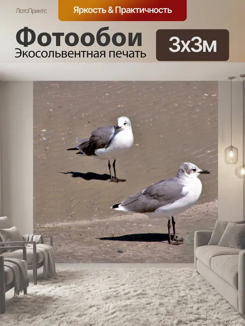 Фотообои Две смешные чайки на пляже