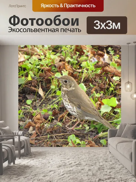 Фотообои Bird 2
