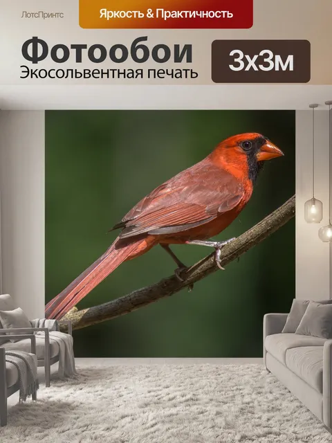 Фотообои Красный