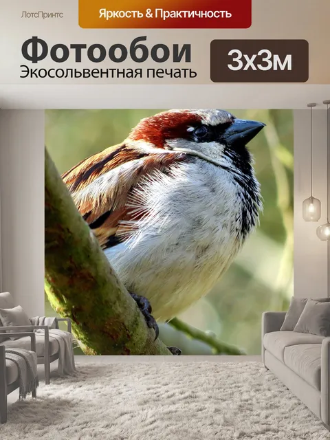 Фотообои Домовый воробей