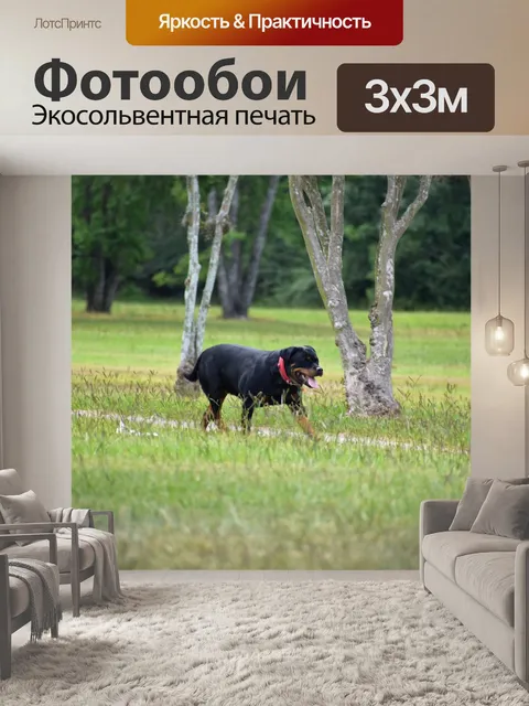 Фотообои Ротвейлер