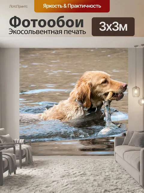 Фотообои Золотистый ретривер