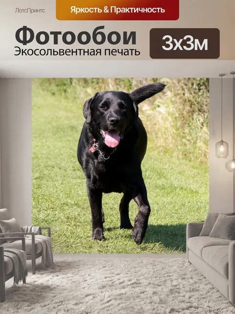 Фотообои Собака Черный Лабрадор