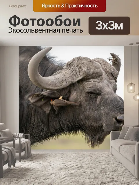 Фотообои Буйвол