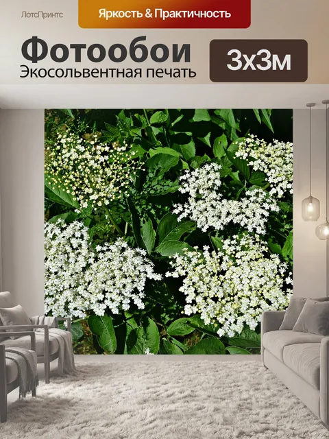 Фотообои Бузина